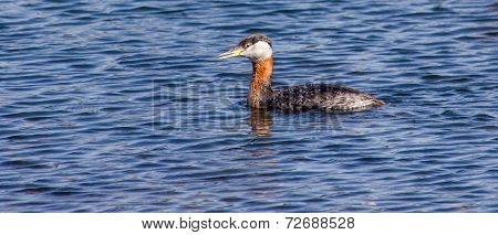 Red-necked Grebe In Blue Water