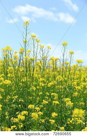 cole flower and blue sky