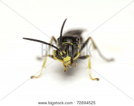 Wasp On White