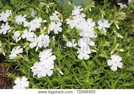 White phlox subulate bloom in the garden