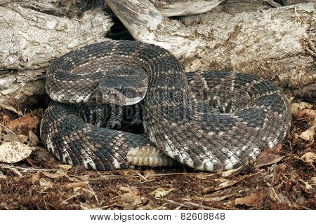 Southern Pacific Rattlesnake