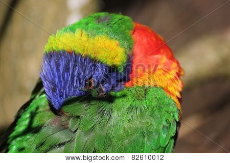Hiding Lorikeet