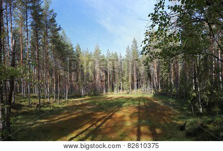 Forest Clearing In Sweden