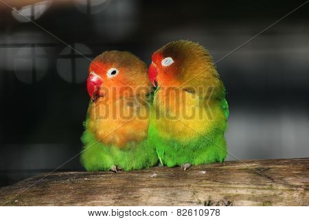 Two Lovebirds Close Together