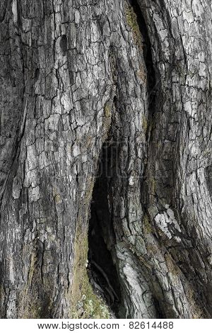 close up of trunk detail