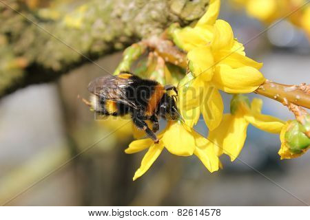 Bumblebee Sitting On A Yellow Bloom