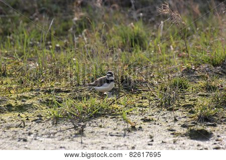 Little Ringed Plover