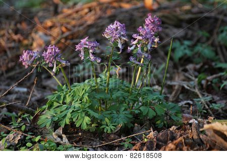 Corydalis Solida