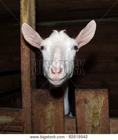 Saanen White Goat In Barn