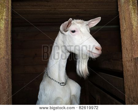 Saanen White Goat In Barn