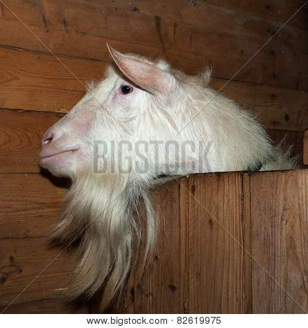Saanen White Goat In Barn