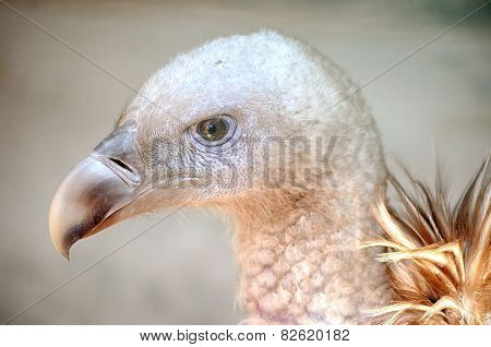 Portrait of a child bald eagle