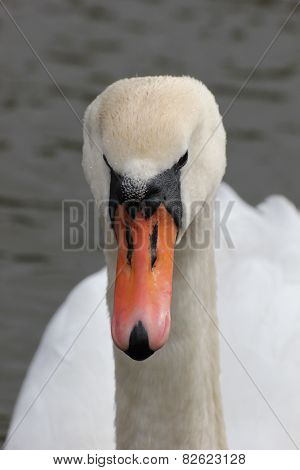 Close-up Of White Swan.