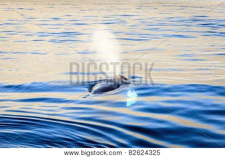 Humpback whale blowing water in the Skjalfandi Bay in Northern Iceland
