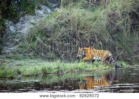 Bengal Tiger In Bardia, Nepal