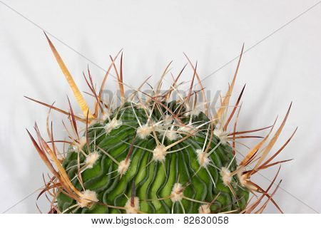 Wavy-edged cactus