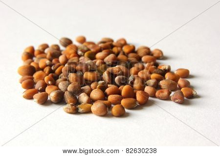 Radish Seeds