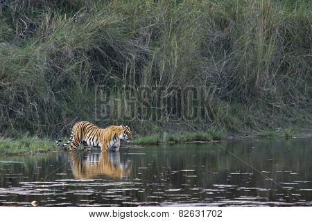 Bengal Tiger In Bardia, Nepal