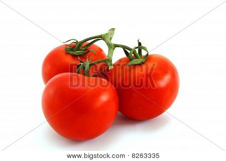 Tomato
