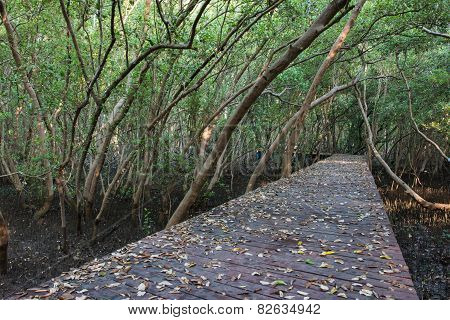 The Forest Mangrove