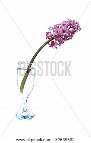 Flower Of Pink Hyacinth In A Fougeres Water Isolated