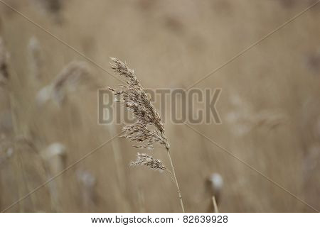 Reed