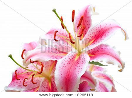 Rózsaszín liliom fehér