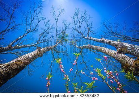 trees shed levaves
