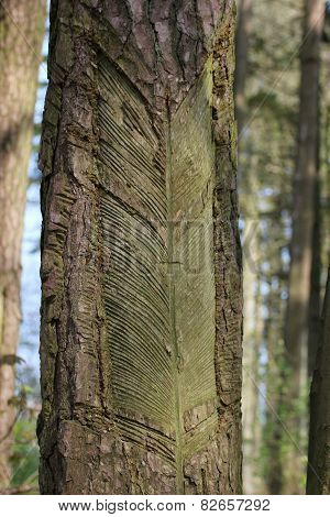 Bark With Scars