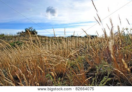 herbs of curonian spit