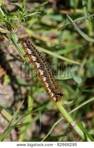 Euthrix Potatoria Caterpillar