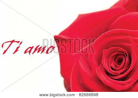 Closeup of pink rose against ti amo