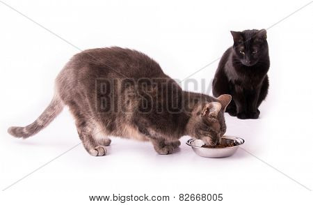 Blue tabby cat eating from a silver bowl with a black cat watching her, on white