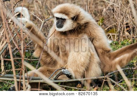 Lar Gibbon