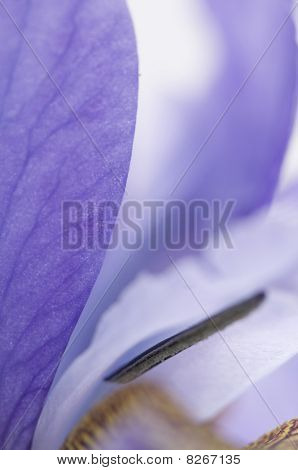 Iris Macro Shot