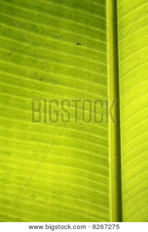 Hoja de plátano