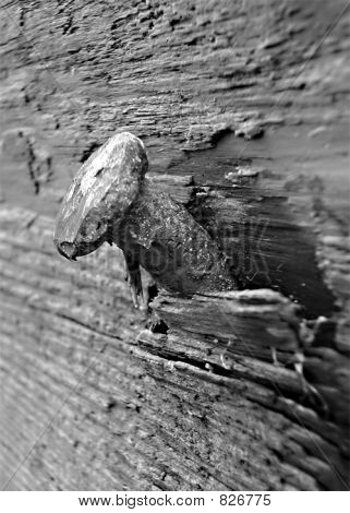b&w søm i træ