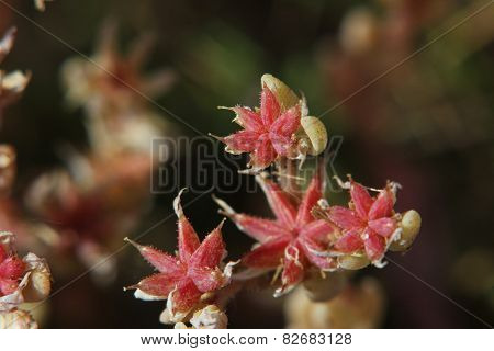 Stonecrop Macro