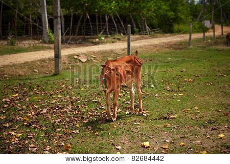 Shy calf