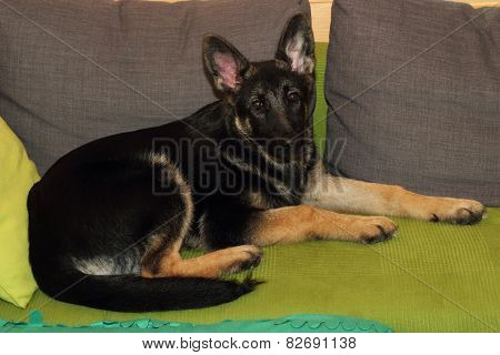 Grown German Shepherd Puppy
