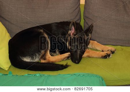 Grown German Shepherd Puppy