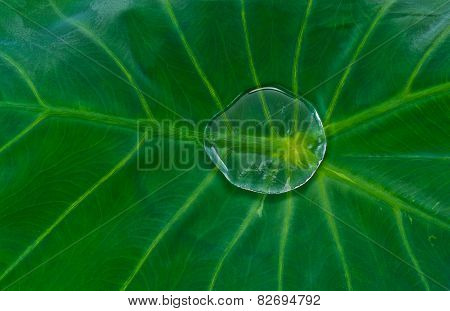 Nature Blackground