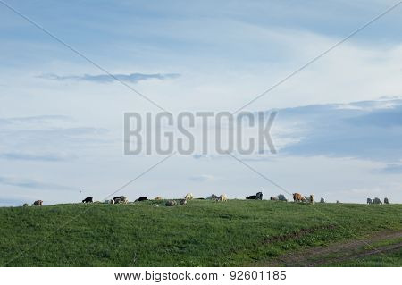 A Flock Of Goats Grazing In An Open Field