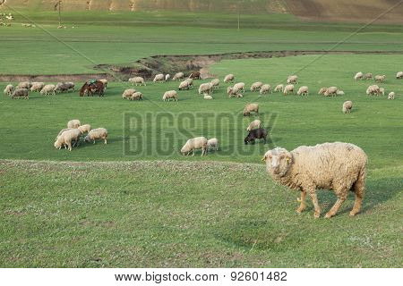 A Flock Of Sheep Grazing In An Open Field