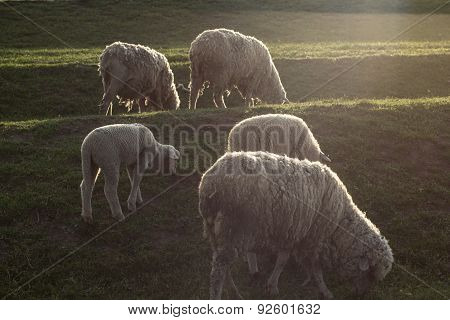 Small Flock Of Sheep Grazing In An Open Field