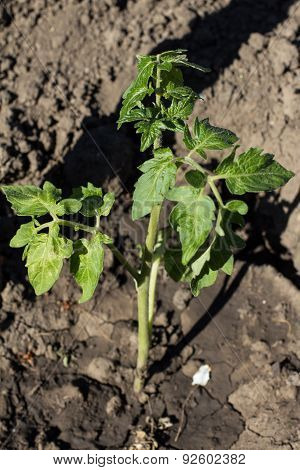 Tomato Seedling