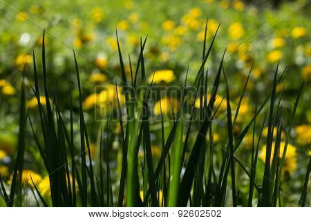 Grass In A Dandelion Meadow