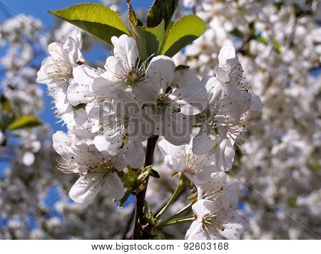 Sweet cherry flowers