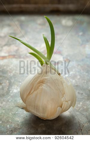Sprouted Garlic
