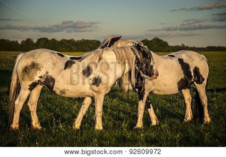 Ponies Grazing And Playing On Port Meadow